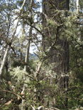 Giant Ash and Lichens