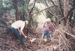 Clearing bark and leaf litter from the trail