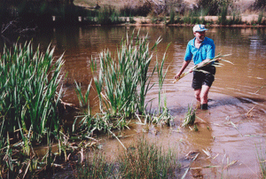 Removal of water weed from Bob's Bog