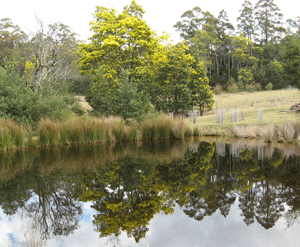 Reflections Top Wetland Reflections Top Wetland