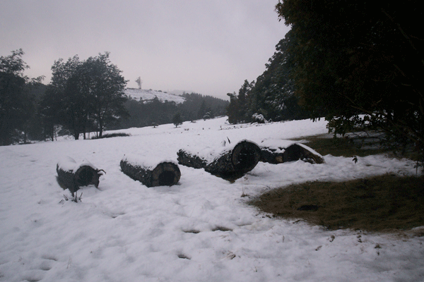 Skemp Paddock In Snow